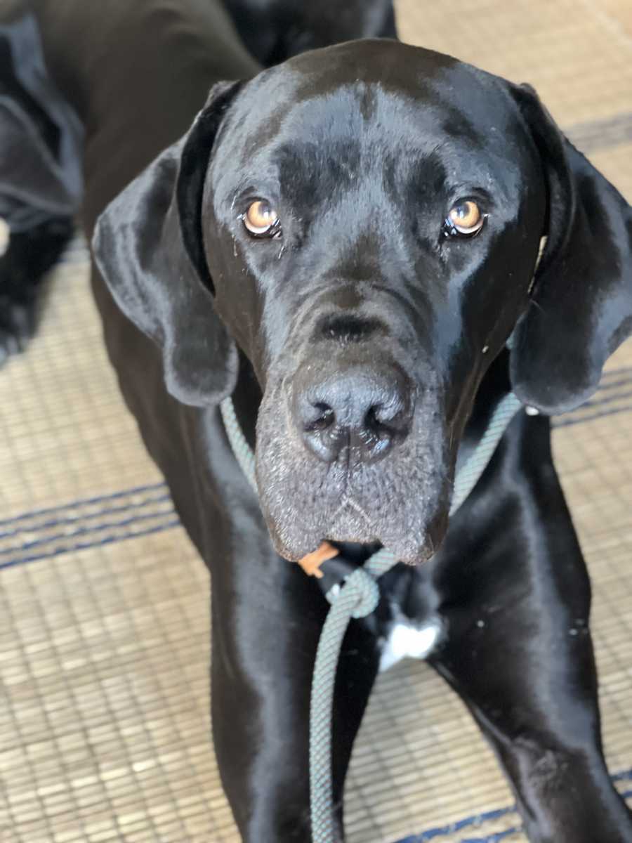 Retrieverleine Tau Elegant