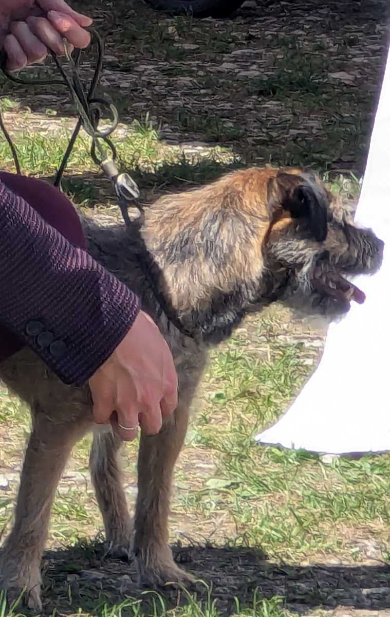 Toller Hund + tolle Leine = Ausstellungserfolg