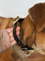 Neues Zug-Stopp-Halsband