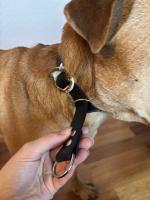 Neues Zug-Stopp-Halsband