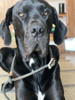 Retrieverleine Tau Elegant