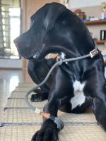 Retrieverleine Tau Elegant