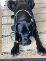 Retrieverleine Tau Elegant