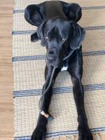 Retrieverleine Tau Elegant