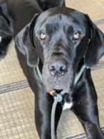 Retrieverleine Tau Elegant