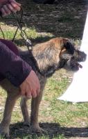 Toller Hund + tolle Leine = Ausstellungserfolg