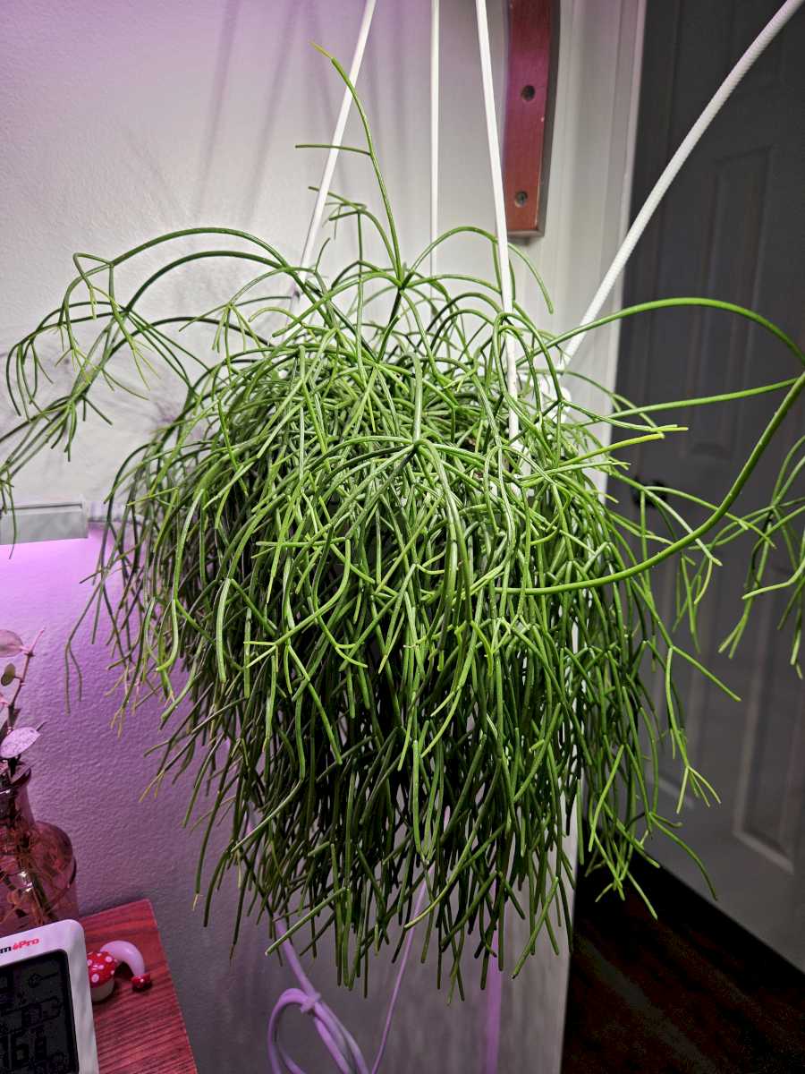 Amazing Plant
