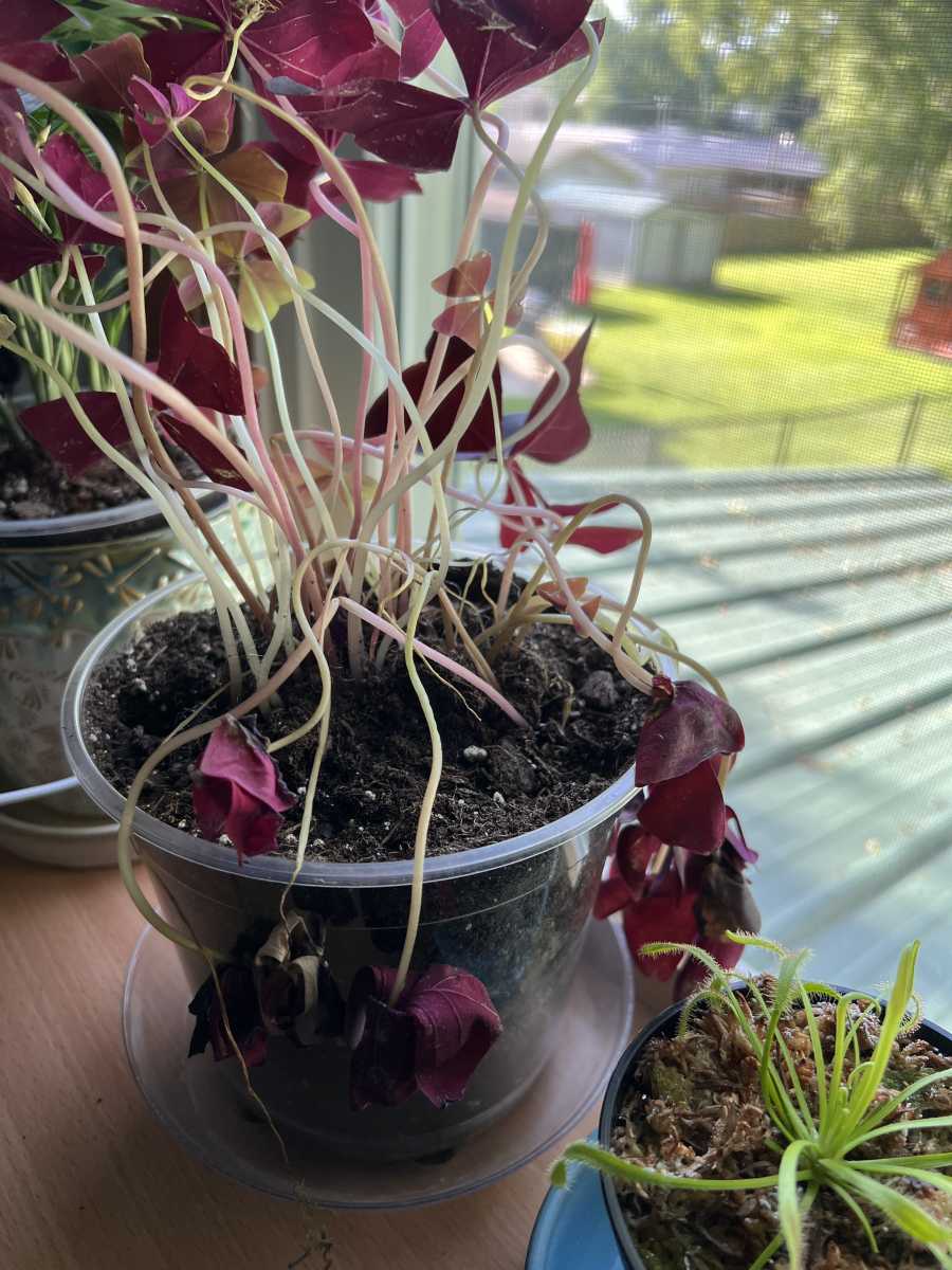 Finally found a purple shamrock!