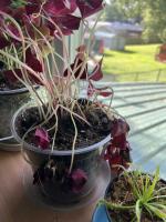 Finally found a purple shamrock!