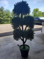 Topiary Ball Tree.