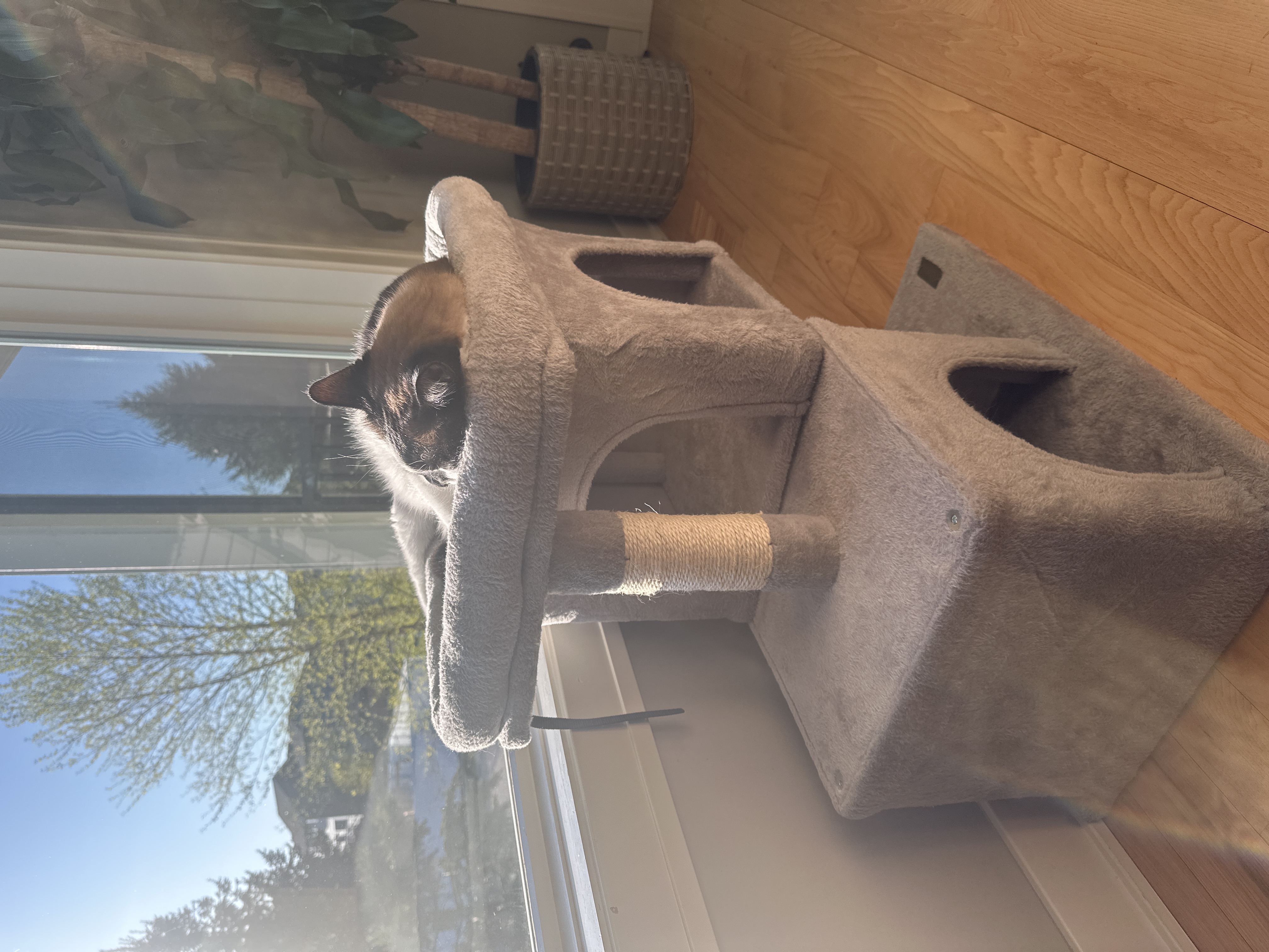 Happy Cats!