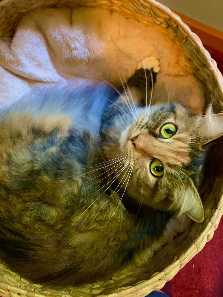 Perfect choice for Maine Coon cats!!