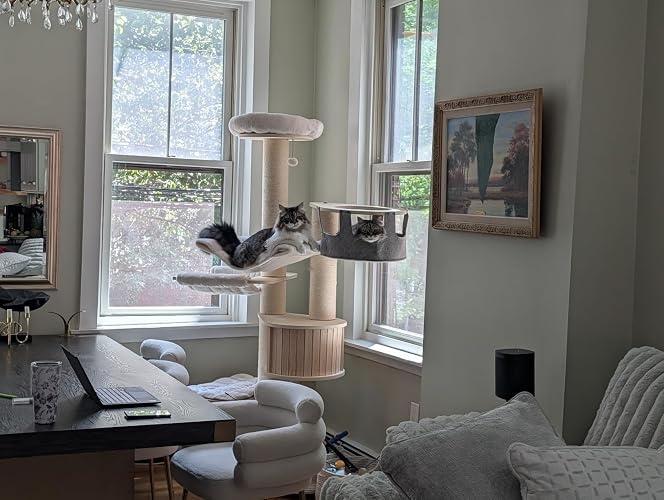 Great tree for large cats