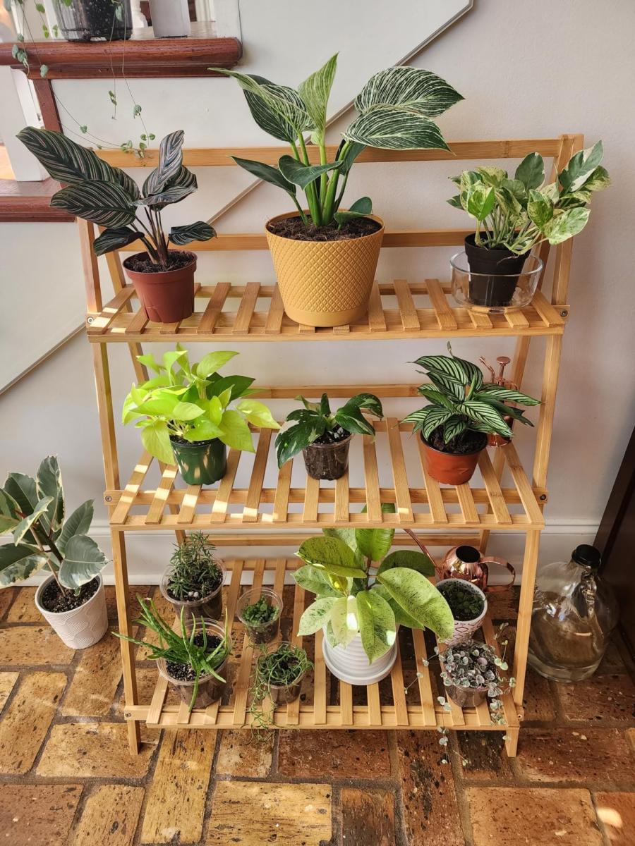 Happy home for my plants