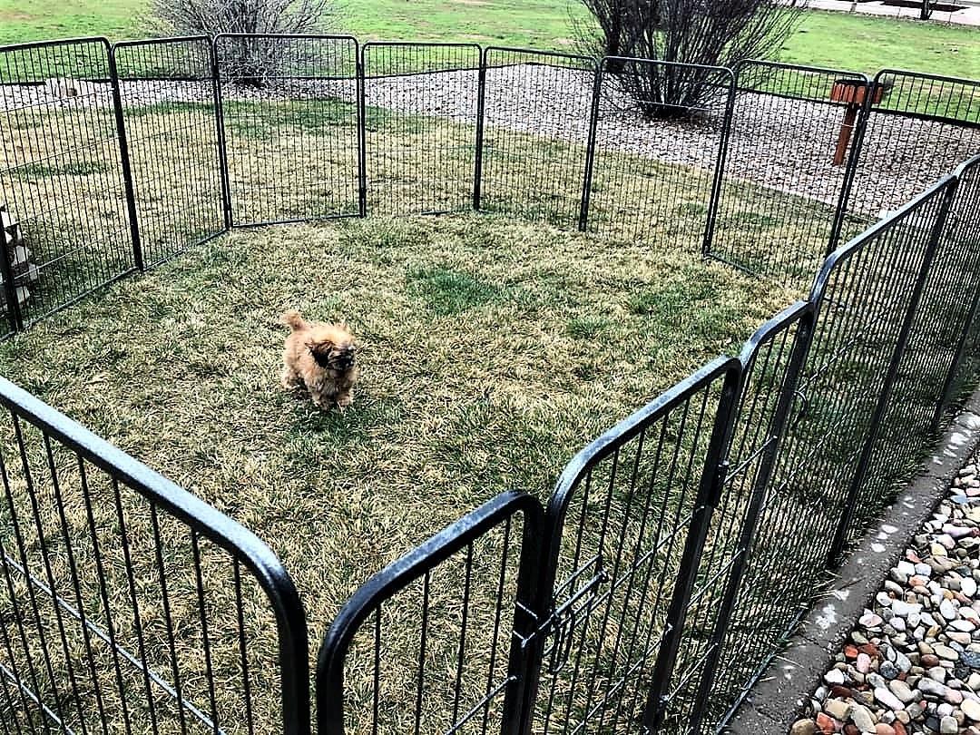 Puppy is happy , mom and dad happy