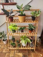 Happy home for my plants