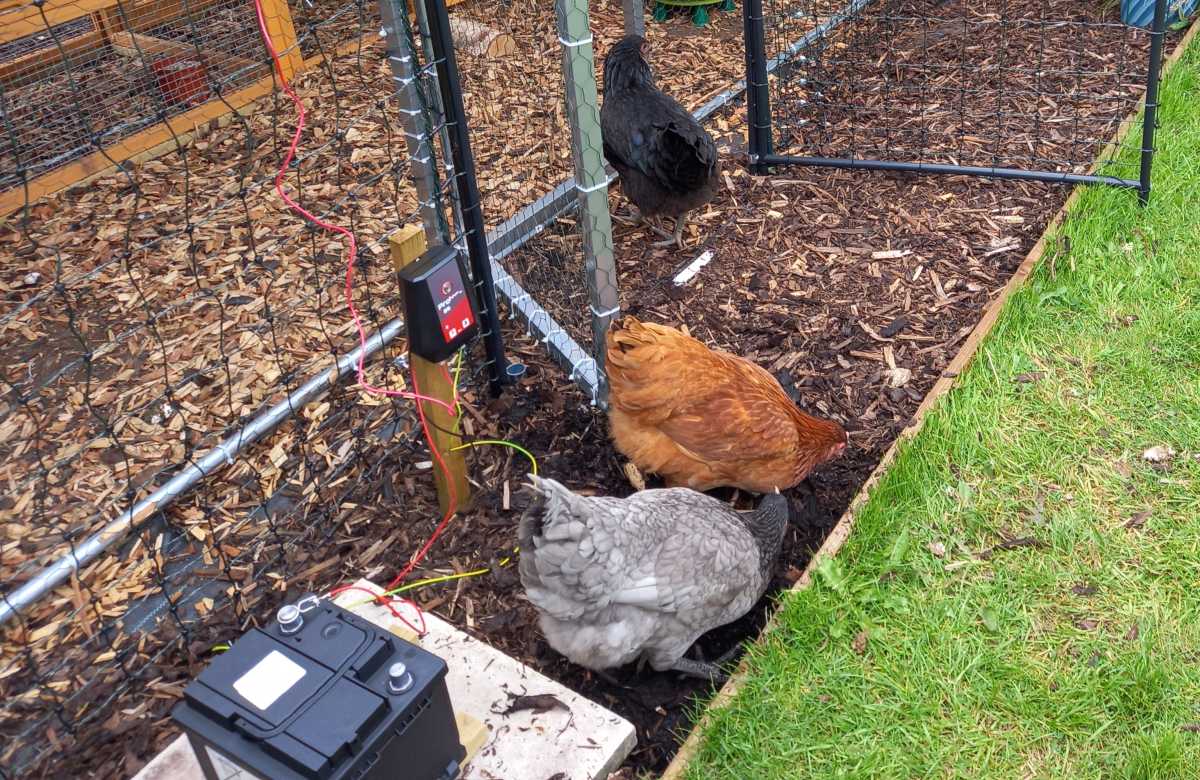Excellent Chickens