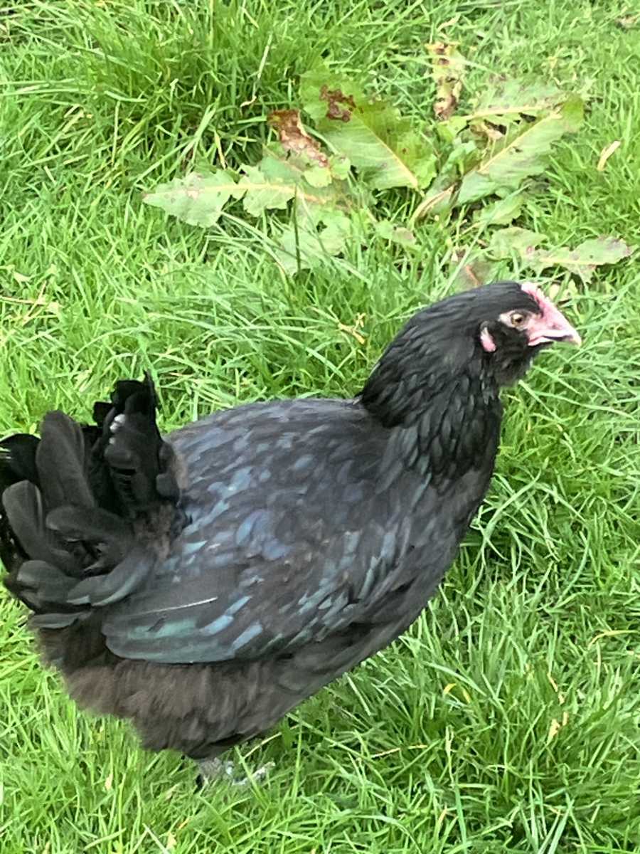 Quality birds every time