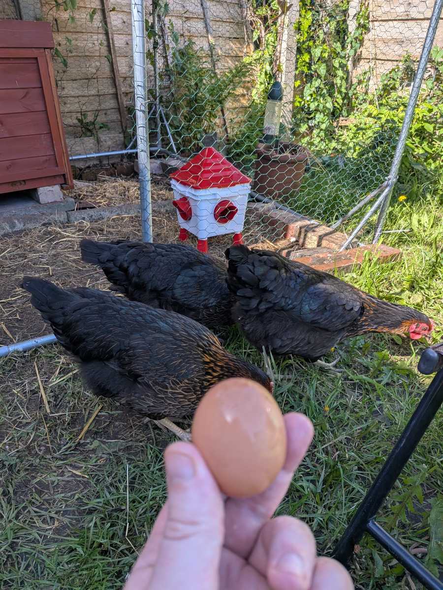 Beautiful hens!