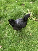 Quality birds every time