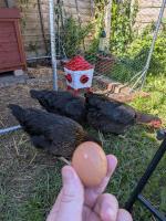 Beautiful hens!