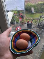 Beautiful hens!