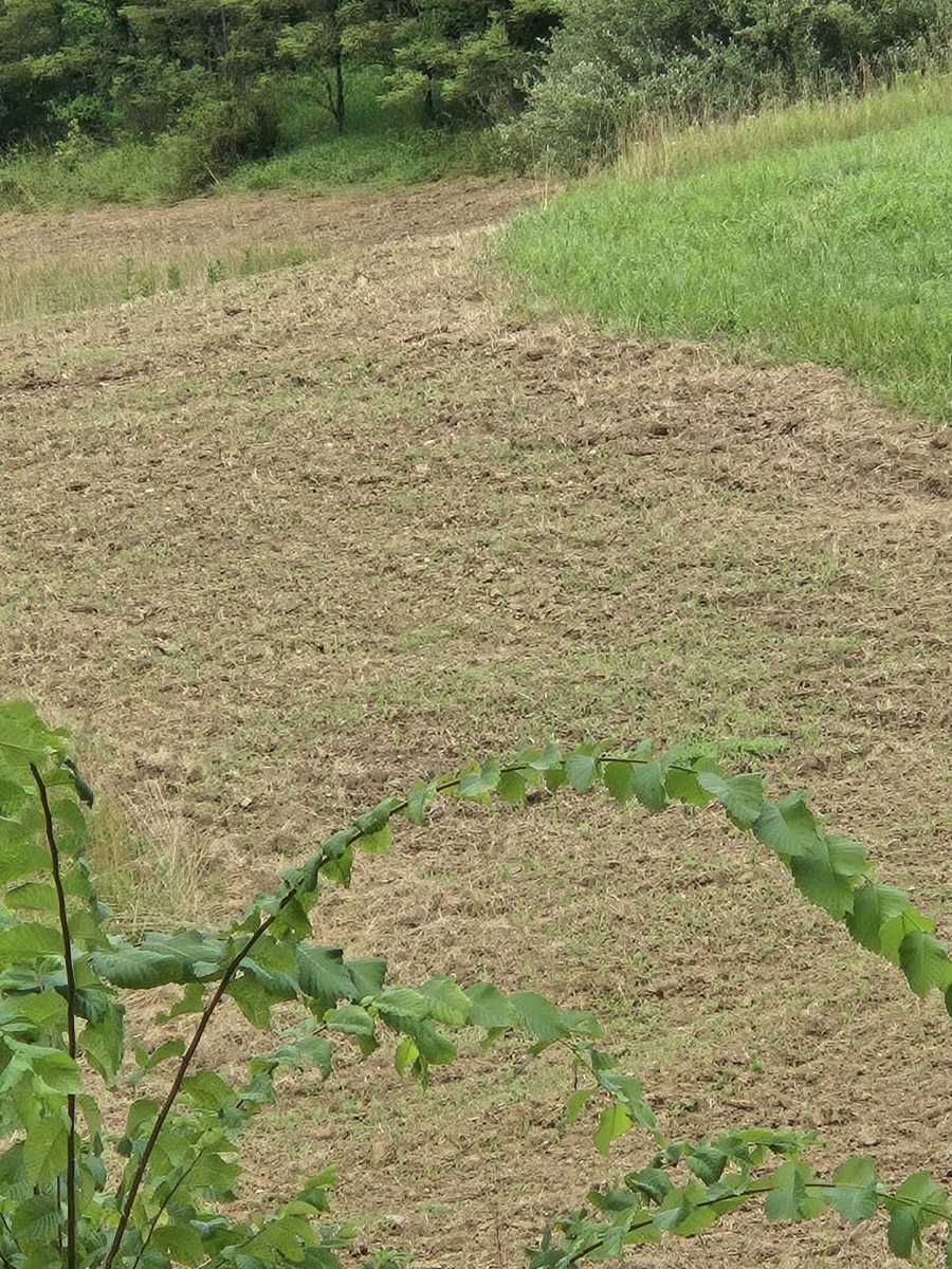 Food plot