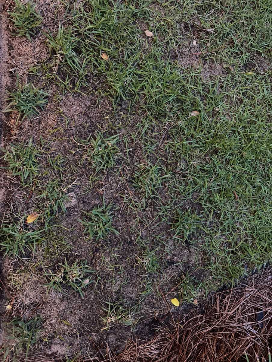 Zenith Zoysia Grass Seed– Seed World