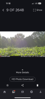 Tall turnips planted early