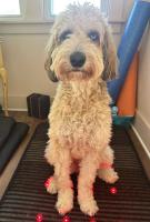 Helix revive sauna blanket and Helix PEMF